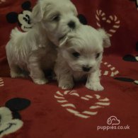 Maltese - Dogs