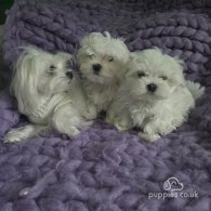 Maltese - Dogs