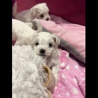 Maltese - Both