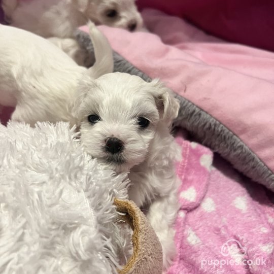 Kc registered maltese puppies for sale best sale