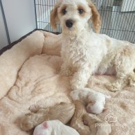 Maltipoo - Both