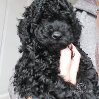 Miniature Poodle - Dogs