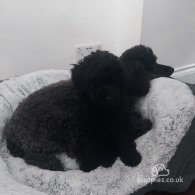 Miniature Poodle - Dogs