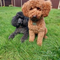 Miniature Poodle - Dogs