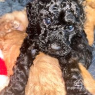 Miniature Poodle - Both