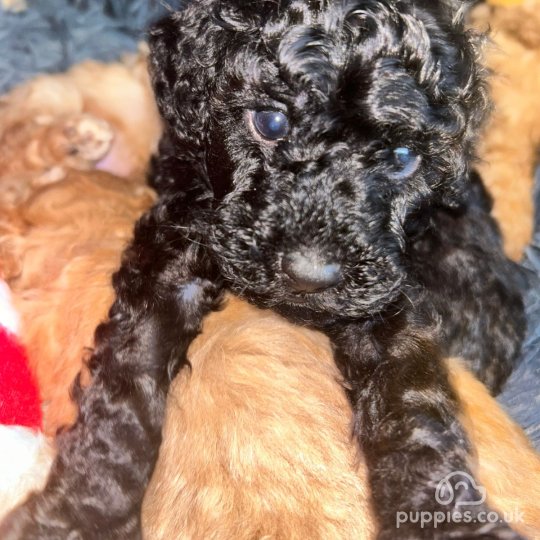 Miniature Poodle - Both