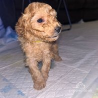 Miniature Poodle - Both