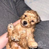 Miniature Poodle - Both