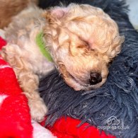 Miniature Poodle - Both