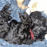 Miniature Poodle - Both