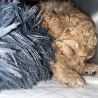 Miniature Poodle - Both