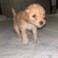 Miniature Poodle - Both