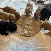 Miniature Poodle - Both