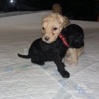 Miniature Poodle - Both