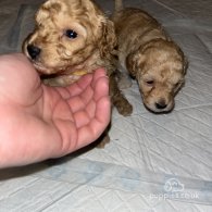 Miniature Poodle - Both