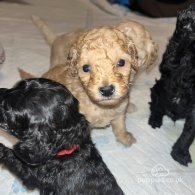 Miniature Poodle - Both