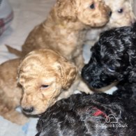 Miniature Poodle - Both