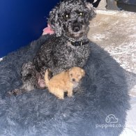 Miniature Poodle - Both