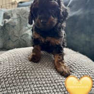 Miniature Poodle - Both