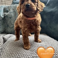 Miniature Poodle - Both