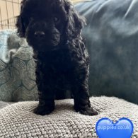 Miniature Poodle - Both