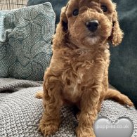 Miniature Poodle - Both