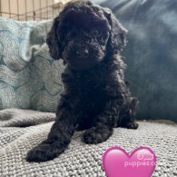 Miniature Poodle - Both