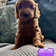 Miniature Poodle - Both