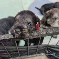 Miniature Schnauzer - Both