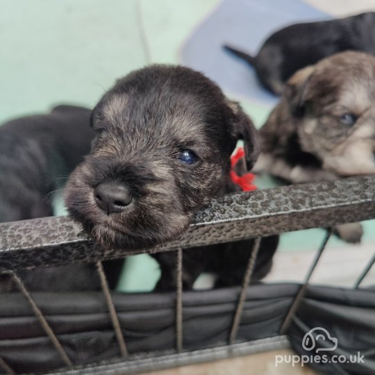 Miniature Schnauzer - Both