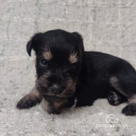 Miniature Schnauzer - Both