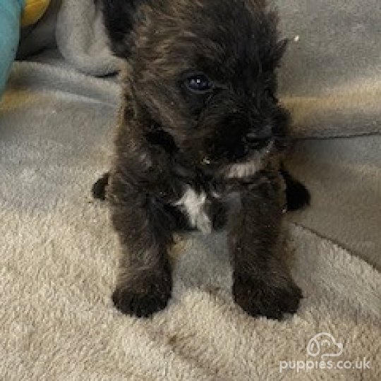 Miniature Schnauzer - Dogs