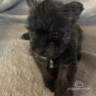 Miniature Schnauzer - Dogs