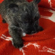 Miniature Schnauzer - Dogs