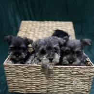 Miniature Schnauzer - Both