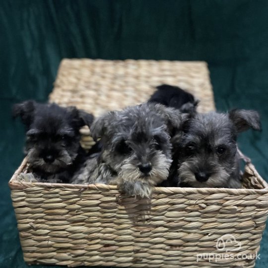 Miniature Schnauzer - Both