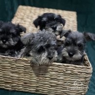 Miniature Schnauzer - Both