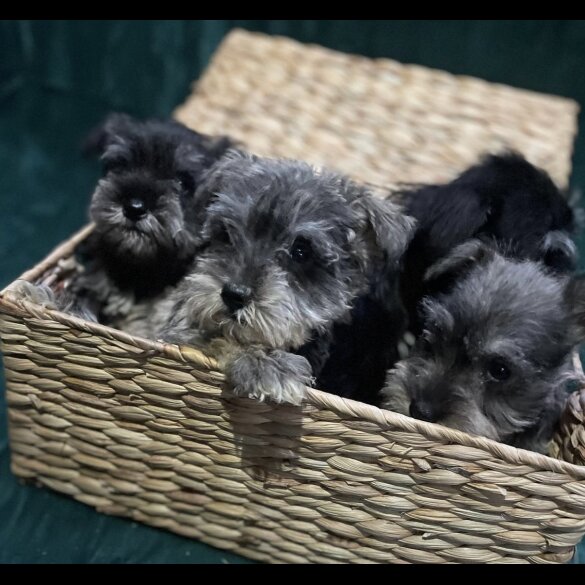 Miniature Schnauzer - Both