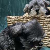 Miniature Schnauzer - Both