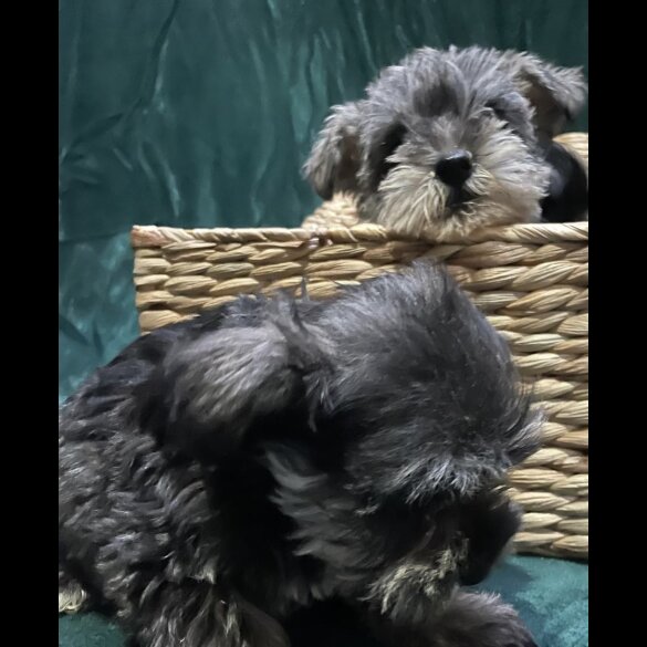 Miniature Schnauzer - Both