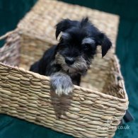 Miniature Schnauzer - Both