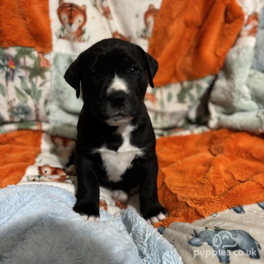 Large cross breed puppies for sale hotsell