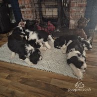 Old English Sheepdog - Both