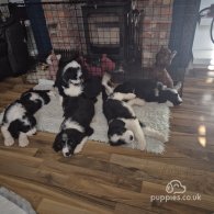 Old English Sheepdog - Both