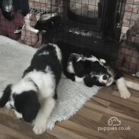 Old English Sheepdog - Both