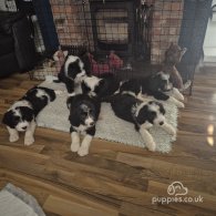 Old English Sheepdog - Both