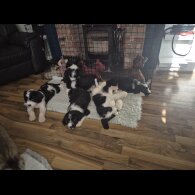 Old English Sheepdog - Both