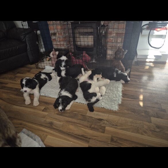 Old English Sheepdog - Both