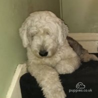 Old English Sheepdog - Both