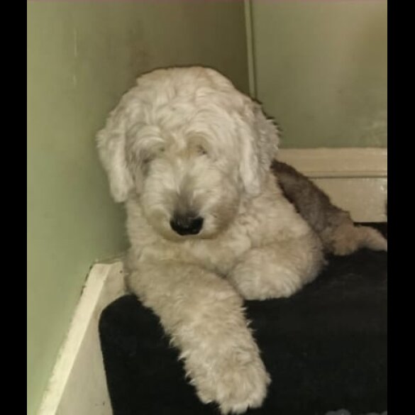 Old English Sheepdog - Both